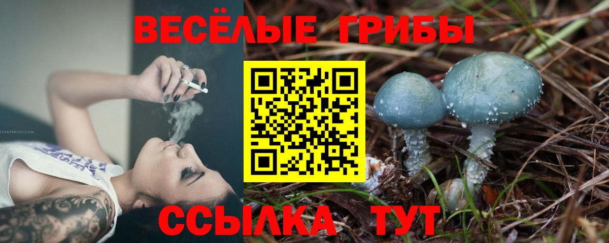Псилоцибиновые грибы Psilocybe Тверь